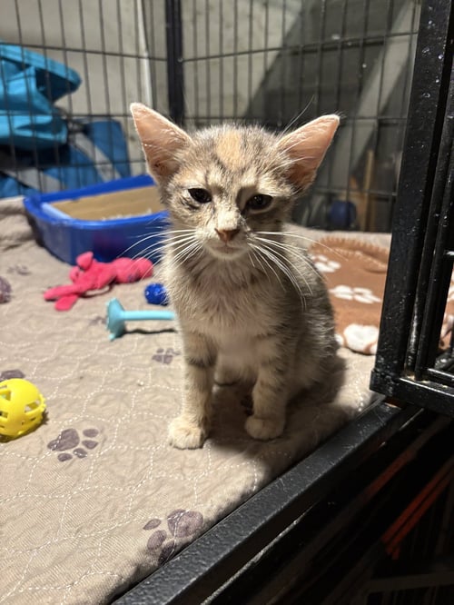 LITTLE SUNSHINE - Domestic Short Hair available for adoption
