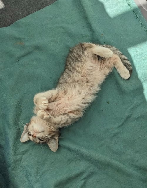 LITTLE SUNSHINE - Domestic Short Hair available for adoption