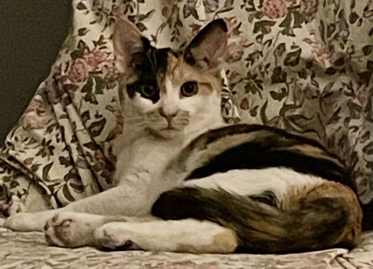 BUTTER - Calico available for adoption