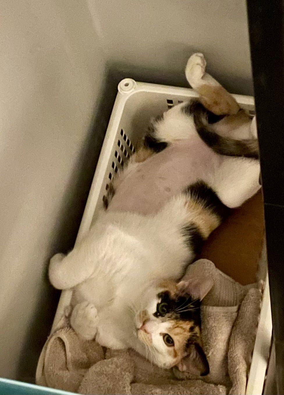 BUTTER - Calico available for adoption