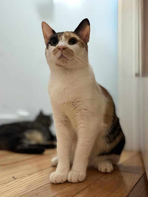 BUTTER - Calico available for adoption