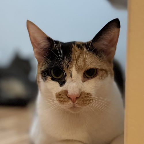 BUTTER - Calico available for adoption