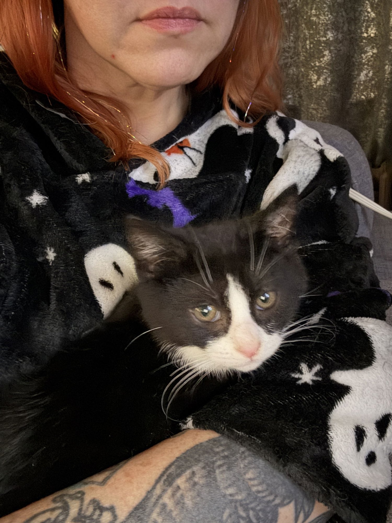 BOBBY CLARK - Domestic Short Hair / Tuxedo available for adoption