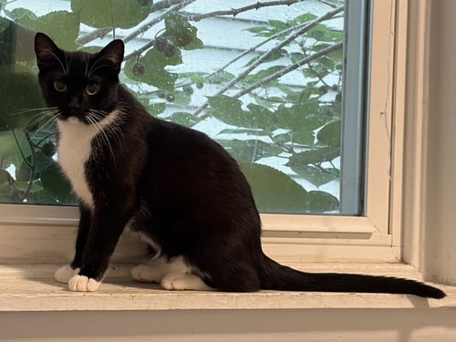 RUBY - Domestic Short Hair available for adoption