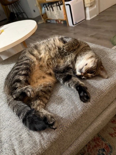 SOPHIE - Domestic Short Hair available for adoption