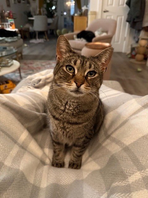 SOPHIE - Domestic Short Hair available for adoption