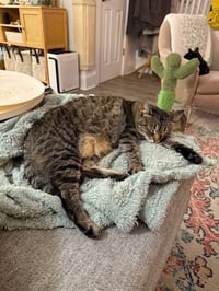 Sophie - Photo 5