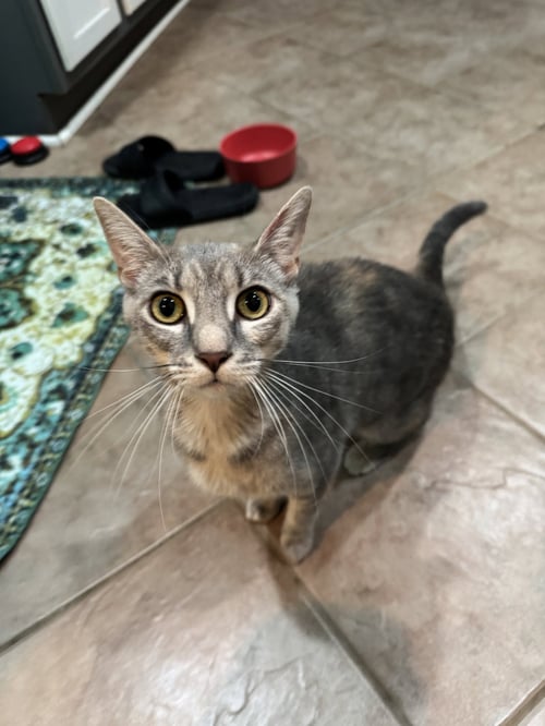 VALERIE - Domestic Short Hair available for adoption