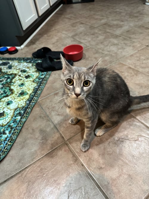 VALERIE - Domestic Short Hair available for adoption