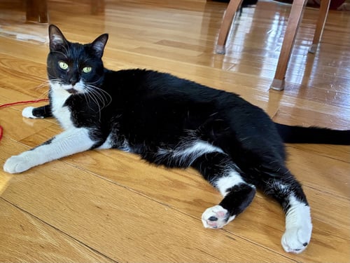 TAFFY - Domestic Short Hair available for adoption