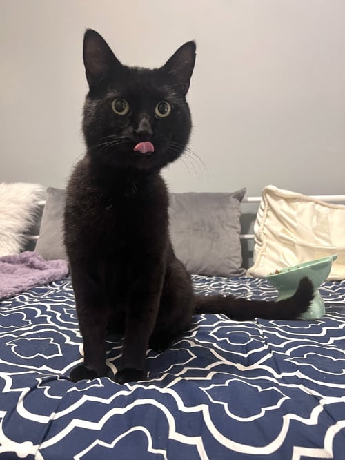 MIDNIGHT - Domestic Short Hair available for adoption