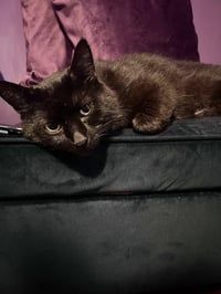 Midnight - Photo 4