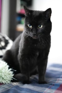 Midnight - Photo 1