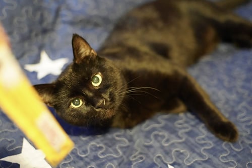 MIDNIGHT - Domestic Short Hair available for adoption