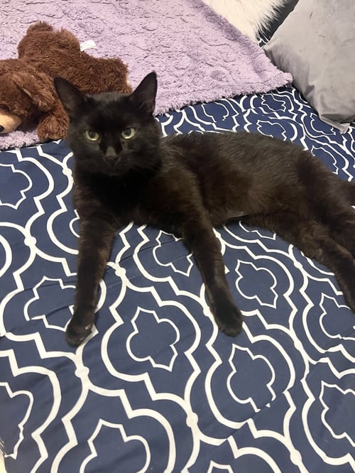 MIDNIGHT - Domestic Short Hair available for adoption