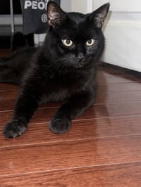 Midnight - Photo 3