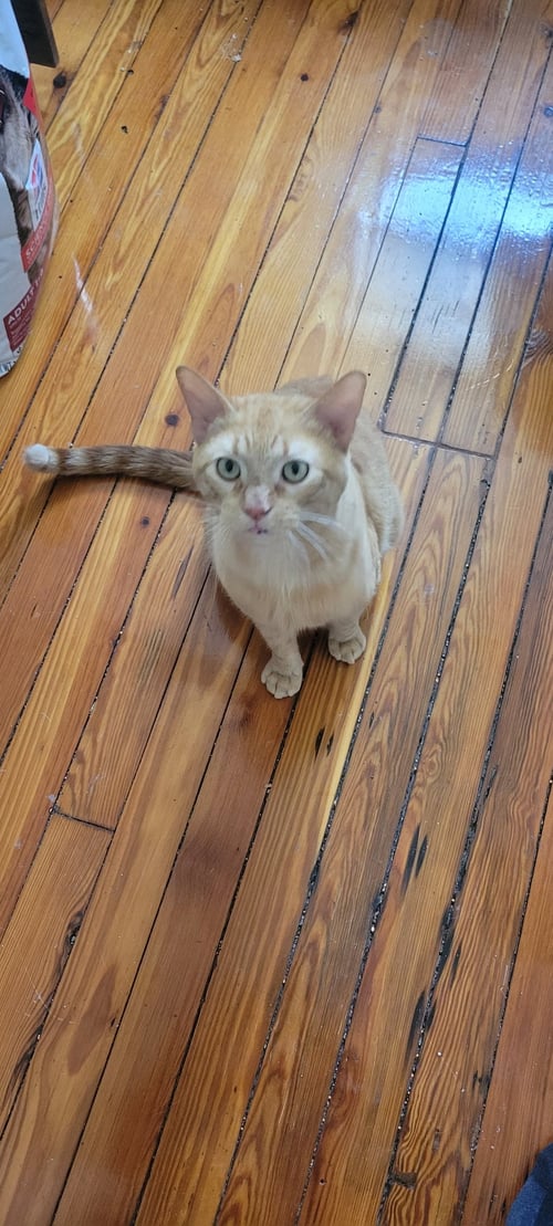 ED - Domestic Short Hair available for adoption