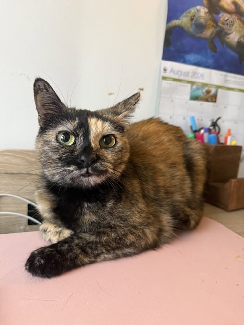 CHAI - Domestic Short Hair available for adoption