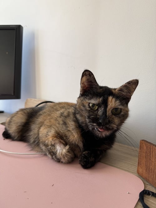 CHAI - Domestic Short Hair available for adoption