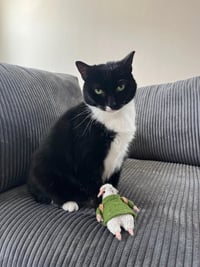 Petunia - Photo 1