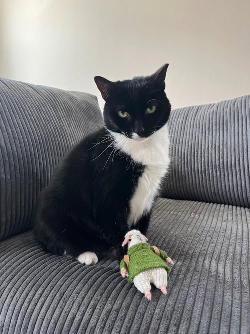 PETUNIA - Domestic Short Hair available for adoption