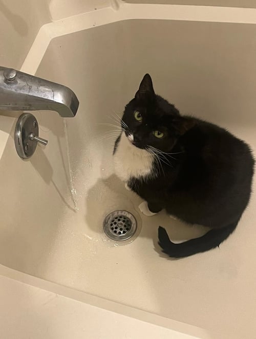 PETUNIA - Domestic Short Hair available for adoption
