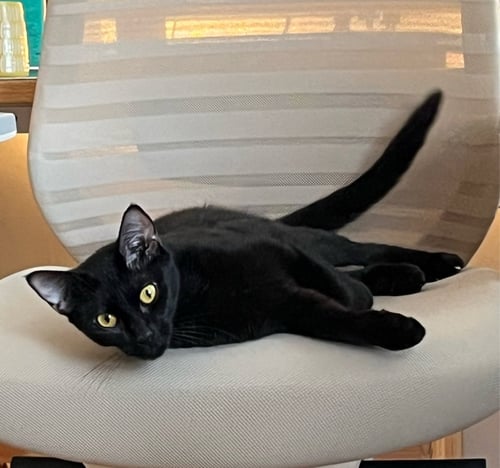 NORI - American Shorthair available for adoption