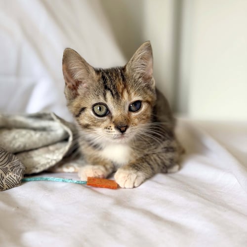 NINJA - Domestic Short Hair available for adoption