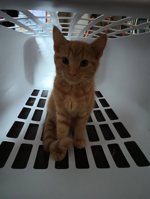CHEESE - Domestic Short Hair available for adoption