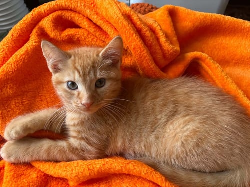 CHEESE - Domestic Short Hair available for adoption