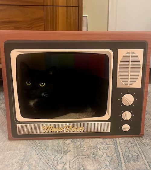 MARTINI - Domestic Short Hair available for adoption