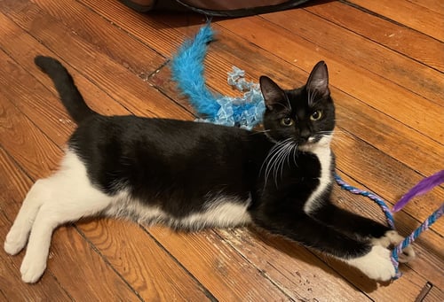 JOYCE - Tuxedo available for adoption