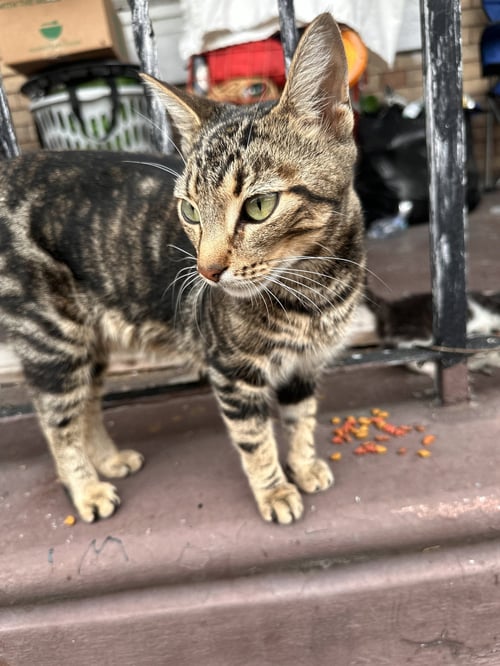 MAILA NURMI - Domestic Short Hair for adoption in Philadelphia
