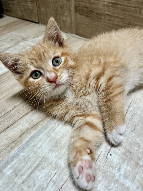 ERNIE - Domestic Short Hair available for adoption