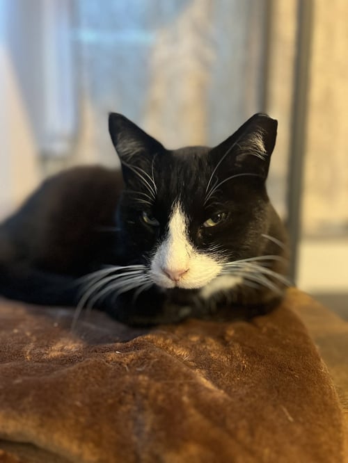 POPS - Domestic Short Hair available for adoption