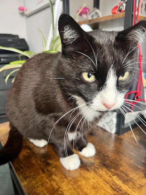 POPS - Domestic Short Hair available for adoption