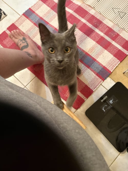 FIRECRACKER - Domestic Short Hair / Russian Blue available for adoption
