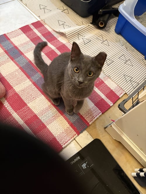 FIRECRACKER - Domestic Short Hair / Russian Blue available for adoption