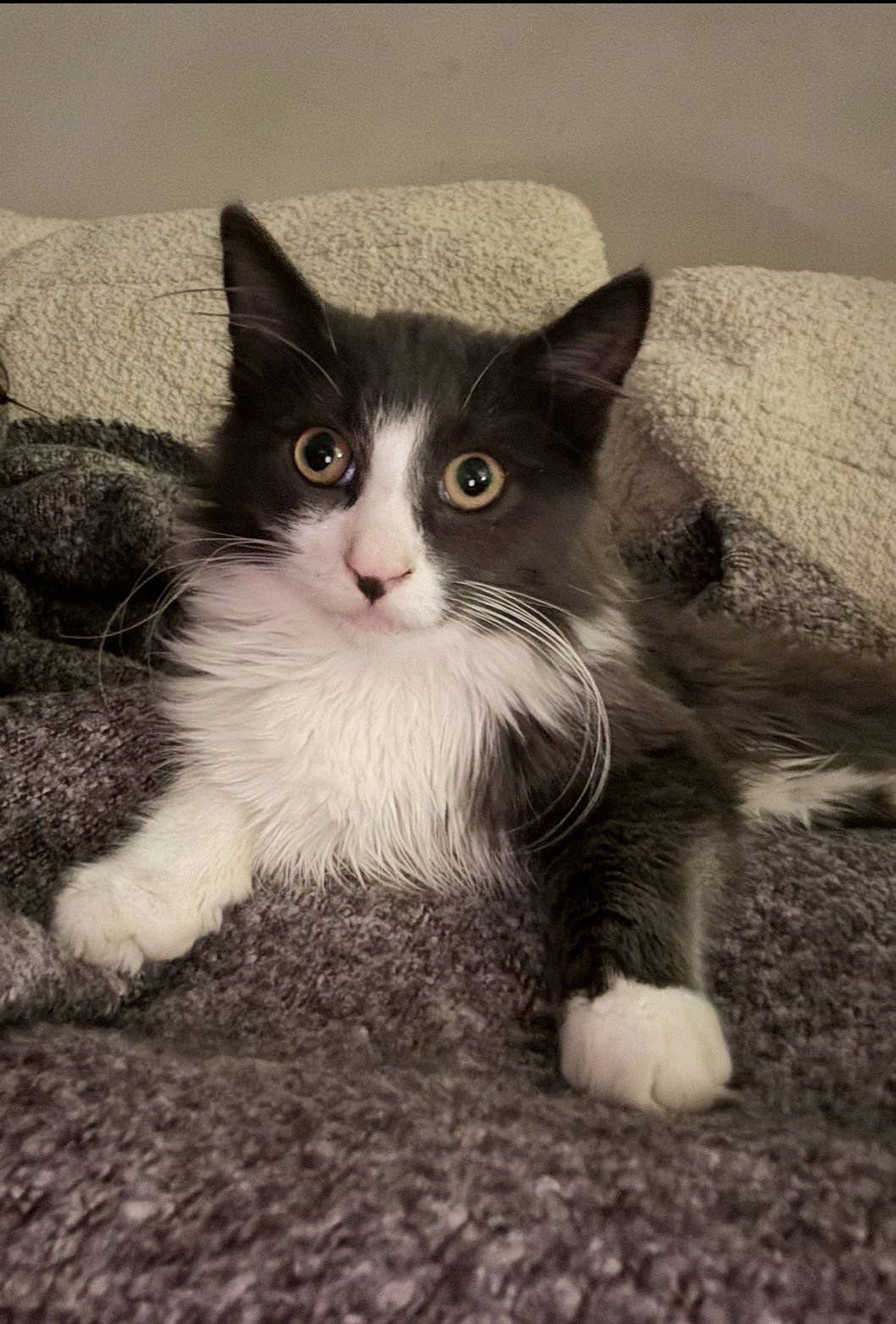 TOOKIE - Domestic Short Hair available for adoption