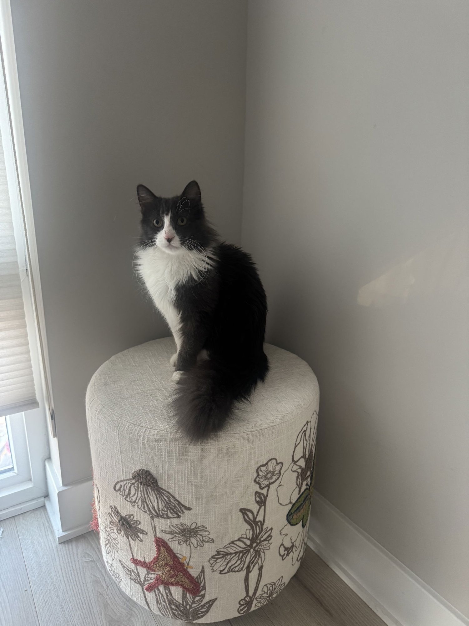 TOOKIE - Domestic Short Hair available for adoption