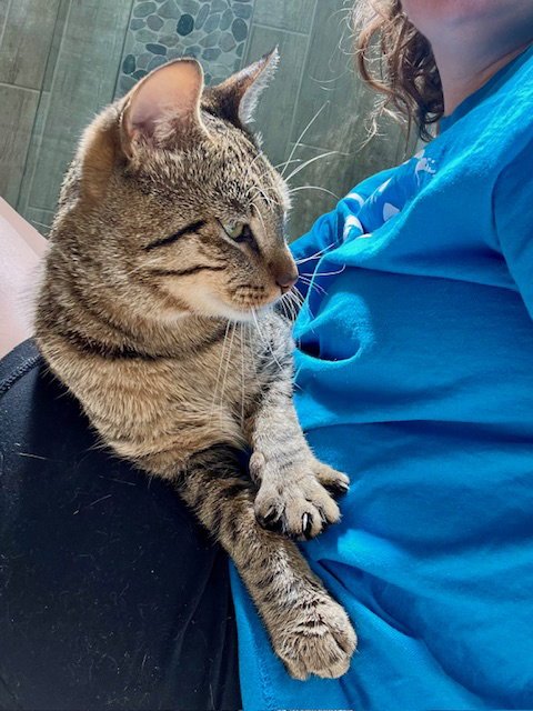 BERT - Domestic Short Hair available for adoption