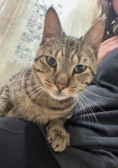 BERT