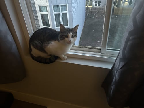 LEON - Domestic Short Hair available for adoption