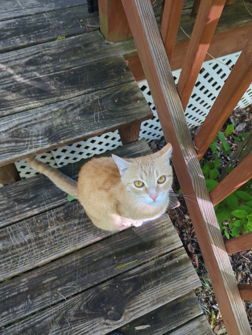 BISCUIT - Domestic Short Hair available for adoption