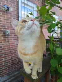 Biscuit - Photo 4