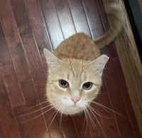Biscuit - Photo 1