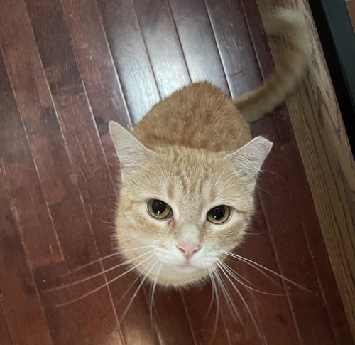 BISCUIT - Domestic Short Hair available for adoption
