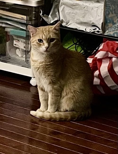 BISCUIT - Domestic Short Hair available for adoption