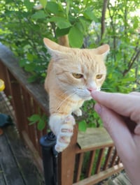 Biscuit - Photo 6
