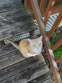 Biscuit - Photo 5